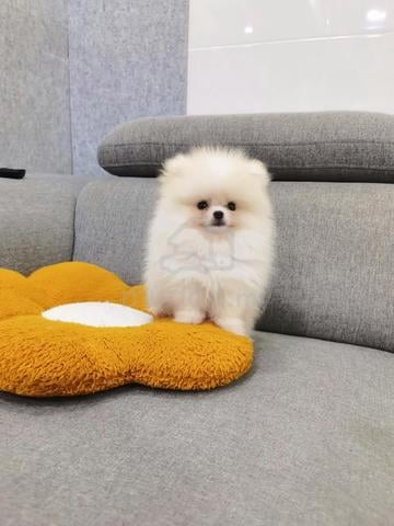 Tiny Pomeranian puppy - photo 5 of 5