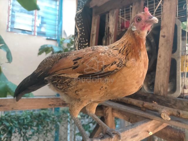 ayam hutan - photo 4 of 5