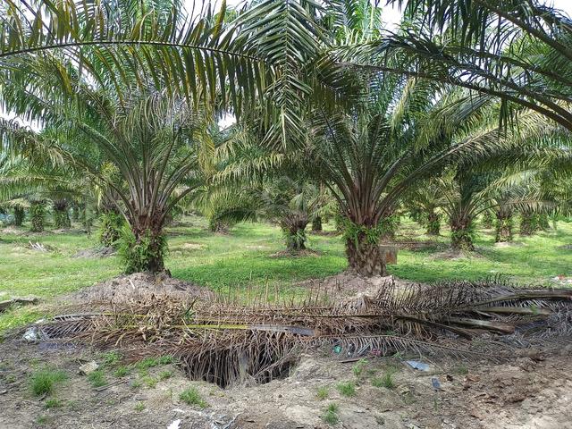 3.48 acres Agriculture Land, Permatang Pasir, Linggi, Port Dickson, N9 1