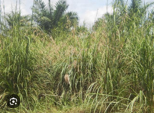 Tanah kebun 3.12 ekar di Alor Limbat untuk disewa 1