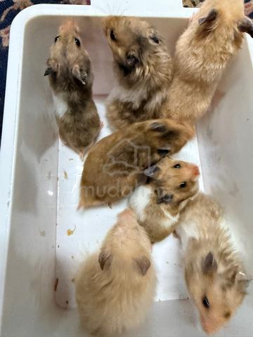 Hamster (Syrian Bigbone) - photo 3 of 6