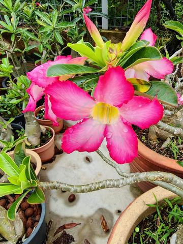 Anak pokok adenium  untuk Dijual - photo 5 of 6