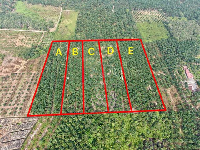 Oil Palm Land Parit Yaani Batu Pahat 1