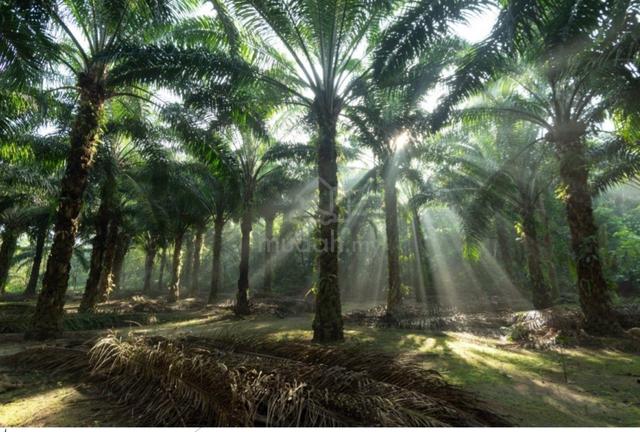 Zoning Heavy Industry Land Gurun, Kedah For Sale 1