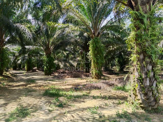 37 acres First Lot Palm oil land at Tapah,Perak 1