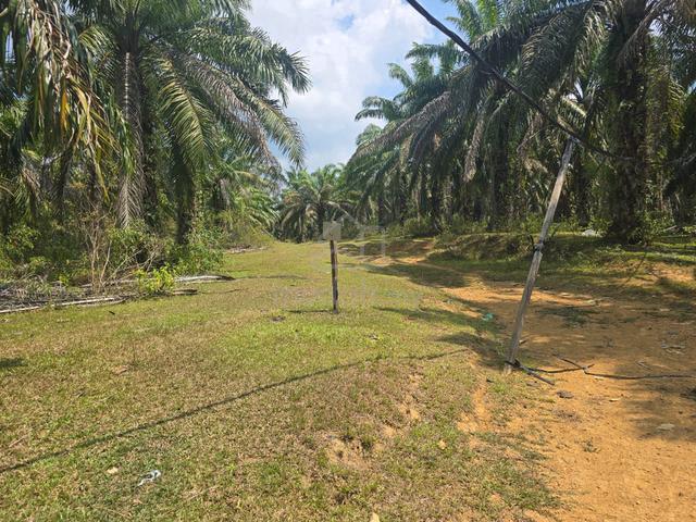 Freehold land Kuala Berang (Penghulu Diman) Terengganu 1