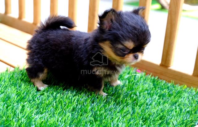black and white Chihuahua ~8 - photo 4 of 6