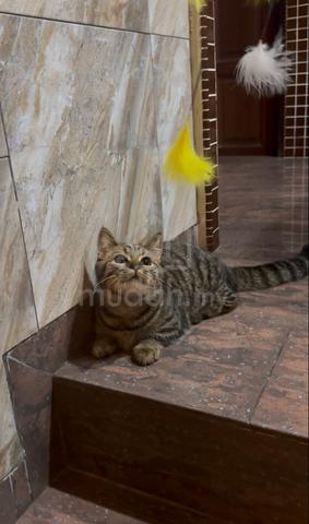 Kucing BSH Munchkin untuk dijual - photo 5 of 5