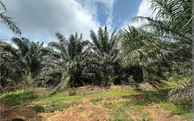 Sabah Sandakan Agricultural Leasehold Land For Sale 1