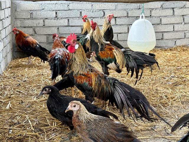 Ayam Pheonix & Yokohama - photo 4 of 4