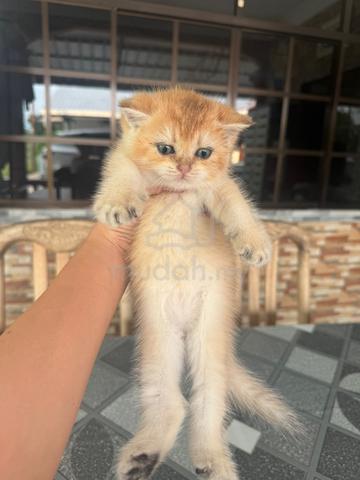 BSH Kitten Golden - photo 2 of 6