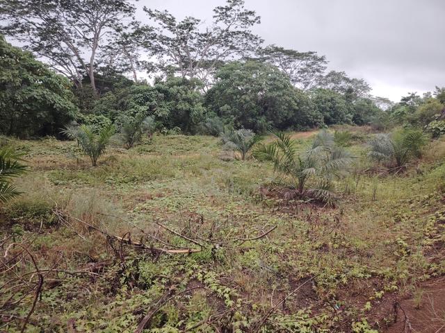 Tanah Tapak Rumah Batu 1 Jerantut 0.25acres 1