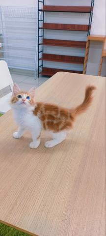 Maine coon - photo 2 of 3