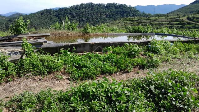 Agricultural Land for Sale at Kampung Batang Merbok Rembau 4