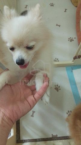Pomeranian for sale - photo 6 of 6