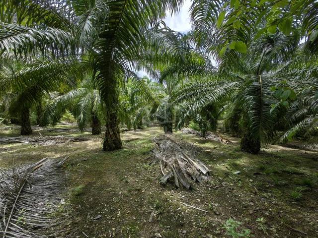 2.5 Acres Freehold Oil Palm Facing Mainroad Benta Damak Jerantut 3