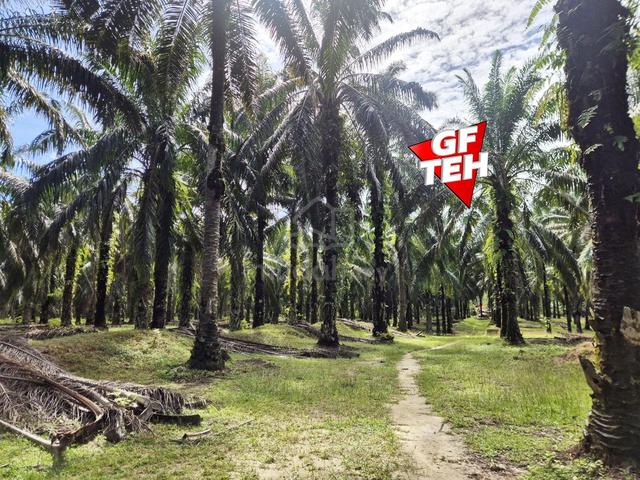14.26 acre Agricultural Land | Selama | Perak b 1