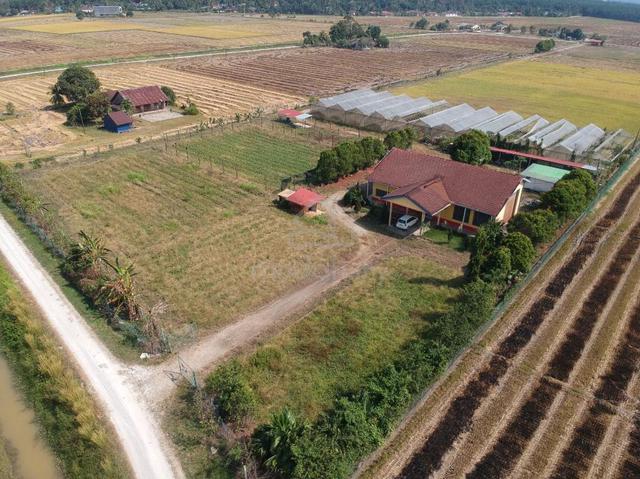 2 Acre Agricultural Land For Rent| Green House | Rumah 1