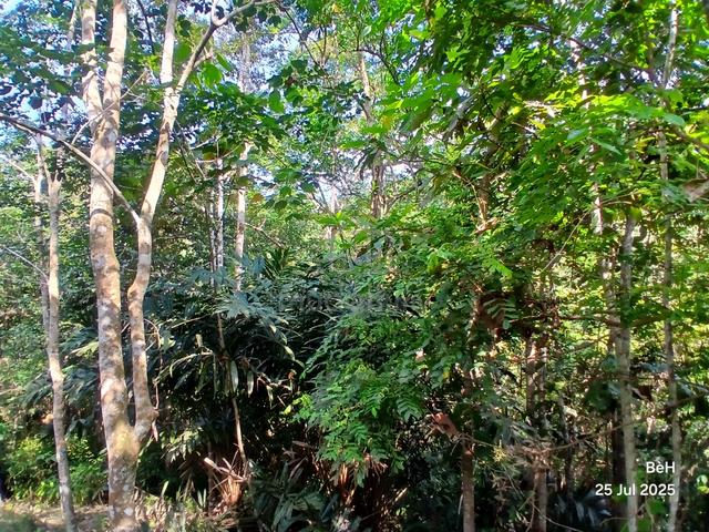 Tanah Dusun Mukim Bandar 1