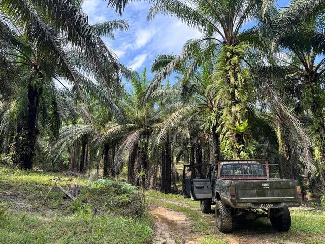 Kebun Sawit 6 ekar Murah-Murah 1