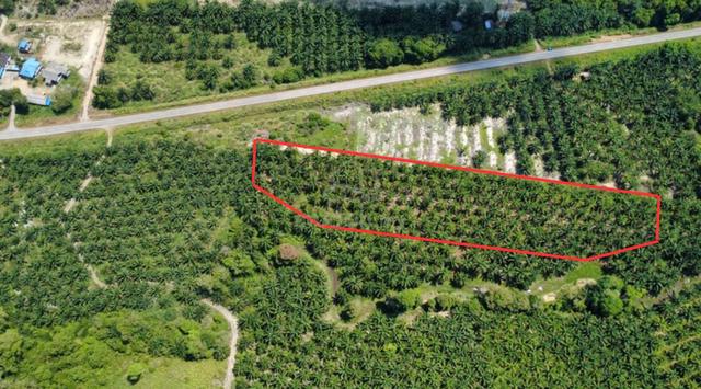 Tanah Ladang Sawit 🌴 seluas 4.18 Ekar di Mukim Langgar Pekan 1