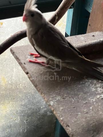 cockatiels - photo 2 of 5