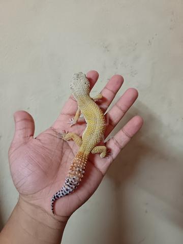 Raya offer! female leopard gecko - Pets for sale in KLCC, Kuala Lumpur