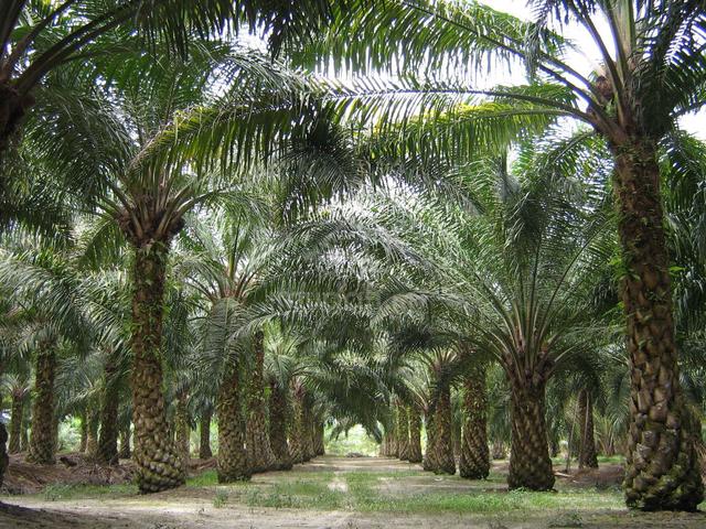 Tanjong Sepat Sepang Sungai Pelek Freehold 3acre Oil Palm Land 1