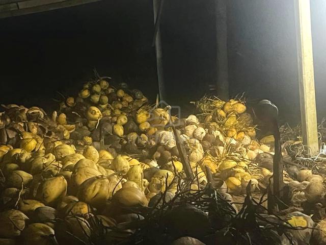 Kuantan 1408 acres  Coconut Plant 3