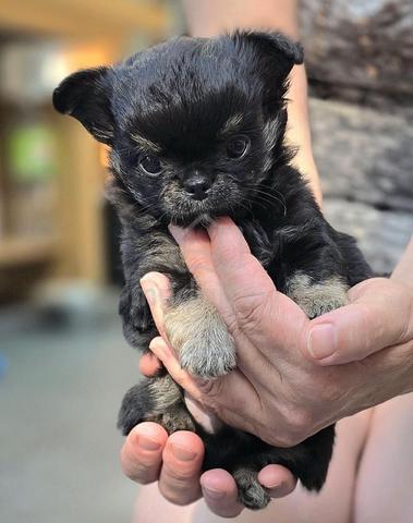black and white Chihuahua ~7 - photo 4 of 6