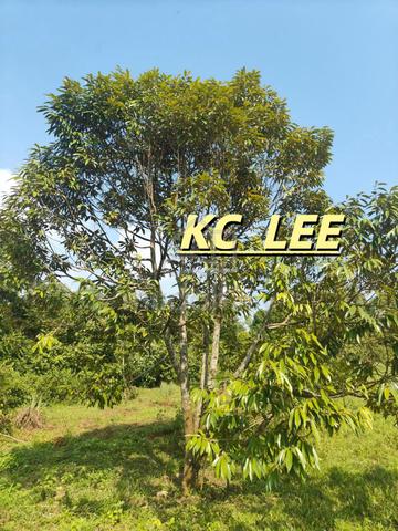 2.54 Acres Durian & Limau Land For Sale @Pinang Tunggal,Sungai Pertani 1