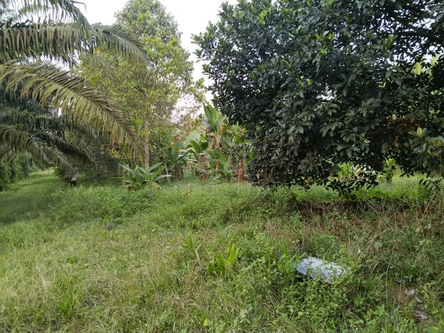 [NEGO] Tanah Pertanian Pt Sri Mendapat Bt Pahat, Terdapat Pokok Durian 1