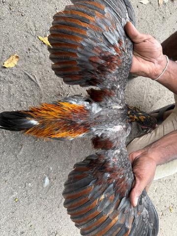 Ayam sabung  - photo 4 of 6