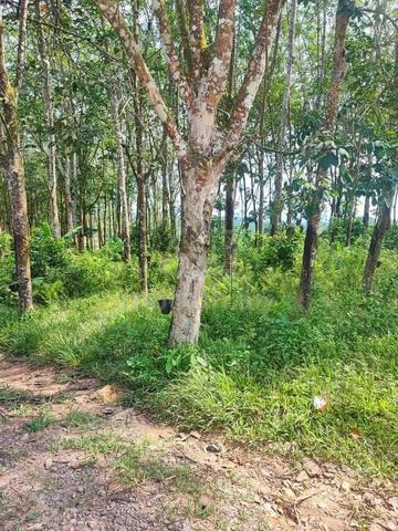 2.4 Ekar Tanah Pokok Getah Kg Kuala Paya Buloh Kasap Segamat Johor 1