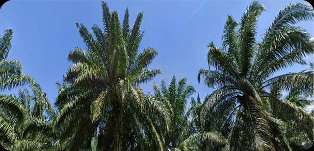 Kedah 5 minute from Sg Petani toll Agricultural Freehold Land For Sale 1