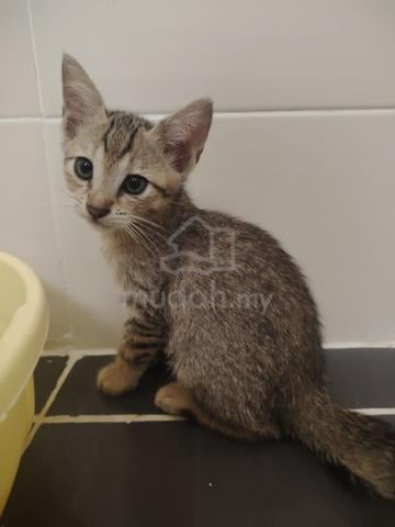 4 cute kittens, kucing - photo 5 of 6