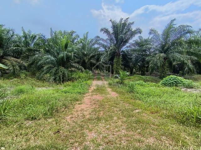 Tanah Kebun :  Batu Hampar, Ayer Baloi 1