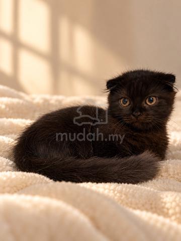 Munchkin Kilt Male - photo 2 of 2