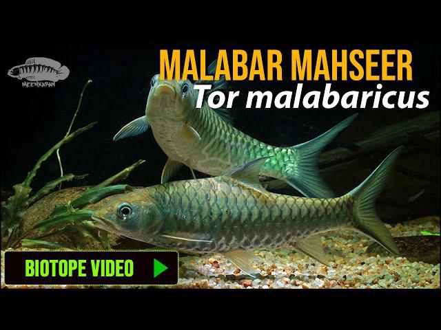 Tor Malabaricus aka Kelah Malabar Mahseer 5 inci - photo 2 of 6