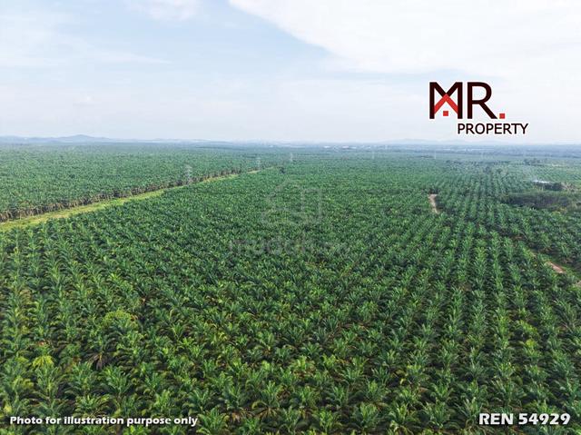 EASY ACCESS Oil Palm Farm Kuala Lipis Pahang FOR SALE 1