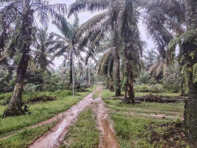 4 Acres Agriculture Zoning Industrial Land Simpang Renggam, Johor 1