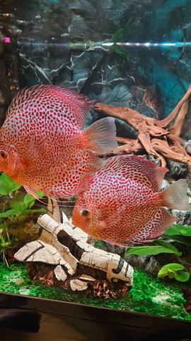 Quality AAA Discus Fish Ikan Sepasang Pair - photo 3 of 6