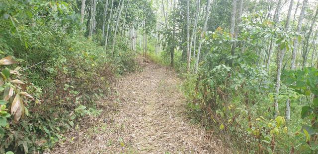 Freehold 5.7 ekar kebun getah muda di Kuala Kangsar 1