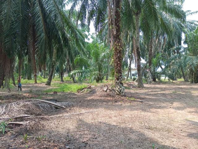 Tanah kelapa sawit  untuk dijual 2