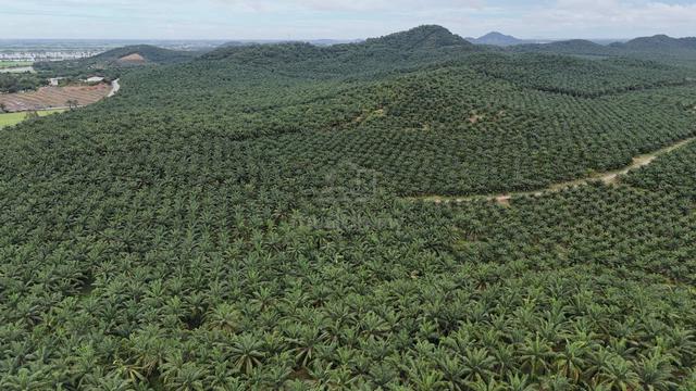 Gurun , Padang Lembu Pokok Tai Oil Plam Tree Free Hold Land For Sale 1