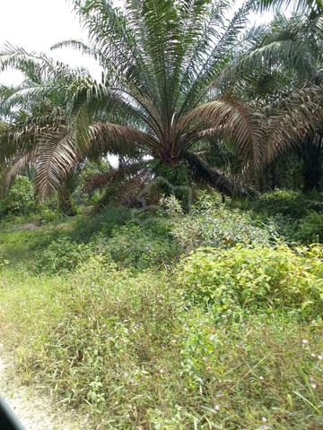 Pahang Ulu Kuantan Sungai Lembing 1728 acres Palm Oil Land for SALE 1