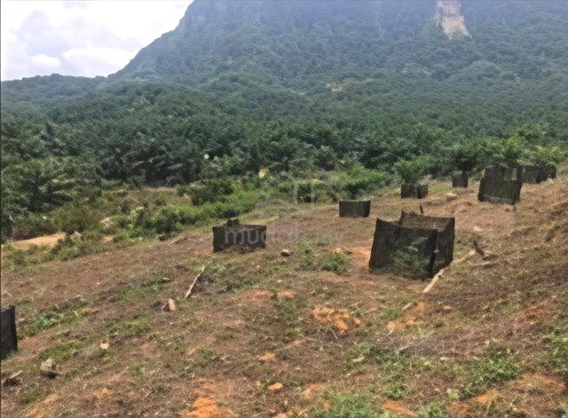1700 Acres Palm Oil Plantation Land @ Pos Blau, Gua Musang, Kelantan 1