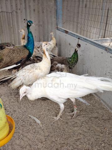 Burung Merak - photo 3 of 6