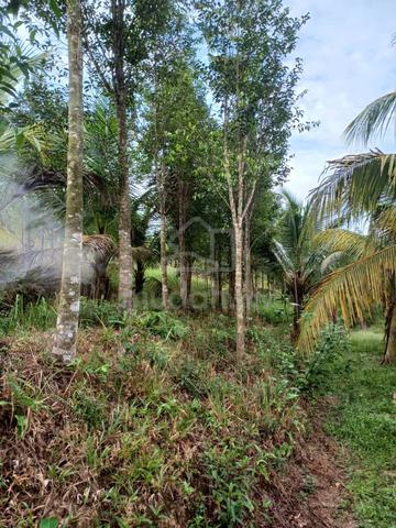 Rental Kerling, Hulu Selangor, 6.5 acres Agricultural Land 1