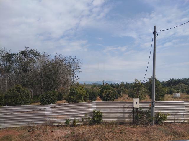 Tanah Dusun Durian Sg Petai 1